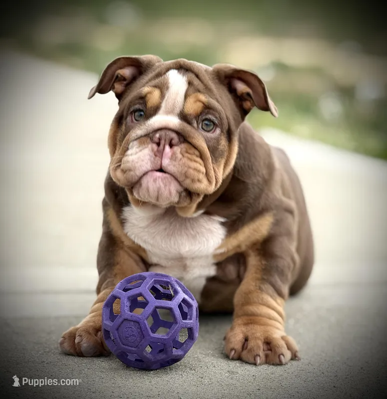 Maple – English Bulldog puppy for sale in Williamsburg, KY