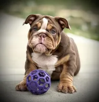 Maple, a female English Bulldog for sale in Williamsburg, KY – Photo 1 of 6