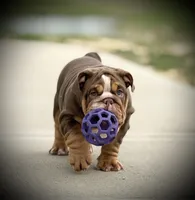 Maple, a female English Bulldog for sale in Williamsburg, KY – Photo 2 of 6