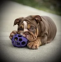 Maple, a female English Bulldog for sale in Williamsburg, KY – Photo 3 of 6