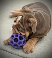 Maple, a female English Bulldog for sale in Williamsburg, KY – Photo 6 of 6