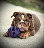 Maple, a female English Bulldog for sale in Williamsburg, KY – Photo 4 of 6