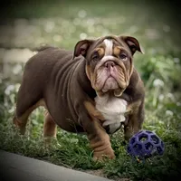 Maple, a female English Bulldog for sale in Williamsburg, KY – Photo 5 of 6