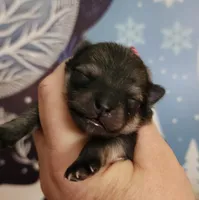 Kringle, a male Pomeranian for sale in Redding, CA – Photo 2 of 8