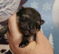 Kringle, a male Pomeranian for sale in Redding, CA – Photo 4 of 8