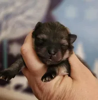 Kringle, a male Pomeranian for sale in Redding, CA – Photo 5 of 8