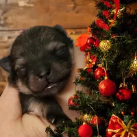 Kringle, a male Pomeranian for sale in Redding, CA – Photo 1 of 8