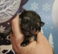 Kringle, a male Pomeranian for sale in Redding, CA – Photo 7 of 8