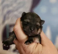 Kringle, a male Pomeranian for sale in Redding, CA – Photo 6 of 8