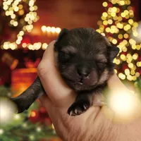 Kringle, a male Pomeranian for sale in Redding, CA – Photo 3 of 8