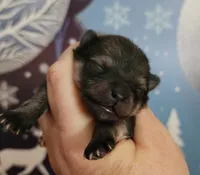 Kringle, a male Pomeranian for sale in Redding, CA – Photo 8 of 8