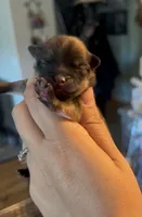 Sapphire, a female Pomeranian for sale in Redding, CA – 4 of 10