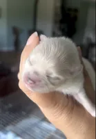 Tony, a male Pomeranian for sale in Redding, CA – 2 of 8