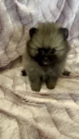 Six, a female Pomeranian for sale in Redding, CA – 3 of 10