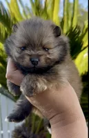Biscotti, a female Pomeranian for sale in Redding, CA – 5 of 10