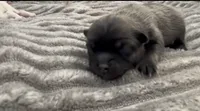 Six, a female Pomeranian for sale in Redding, CA – 6 of 10