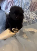 Morticia, a female Pomeranian for sale in Redding, CA – 4 of 10
