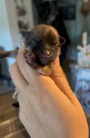 Sapphire, a female Pomeranian for sale in Redding, CA – 3 of 10