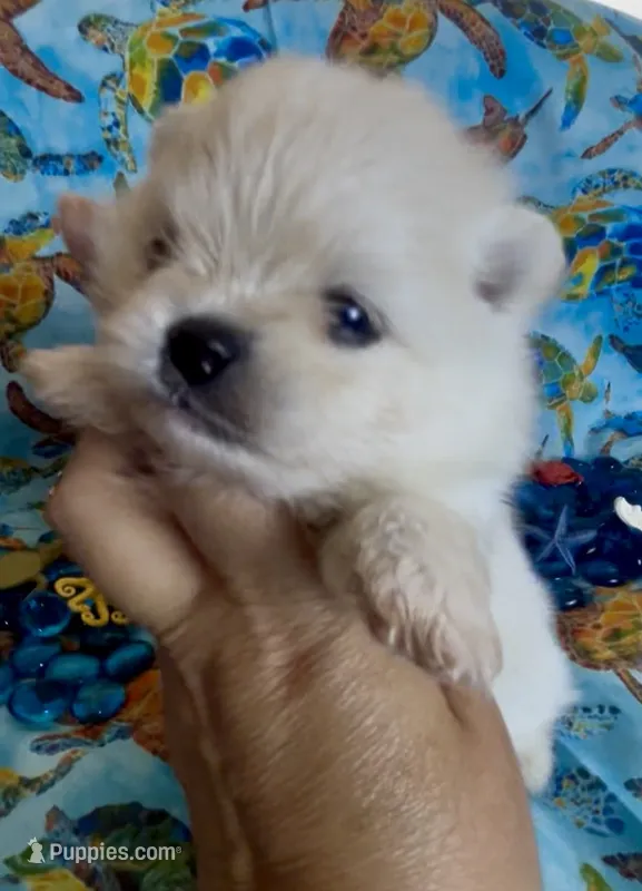 Tony – Pomeranian puppy for sale in Redding, CA