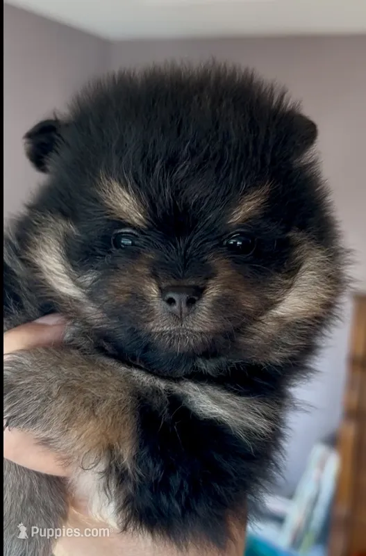Josephine – Pomeranian puppy for sale in Redding, CA