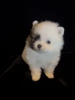 Joey, a male Pomeranian for sale in Redding, CA – 7 of 10