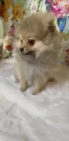 Biscotti, a female Pomeranian for sale in Redding, CA – 2 of 10