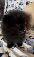Gomez, a male Pomeranian for sale in Redding, CA – 9 of 10