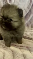Six, a female Pomeranian for sale in Redding, CA – 10 of 10