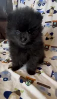 Gomez, a male Pomeranian for sale in Redding, CA – 2 of 10
