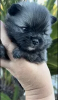 Nick, a male Pomeranian for sale in Redding, CA – 3 of 10