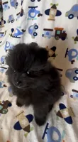 Gomez, a male Pomeranian for sale in Redding, CA – 10 of 10