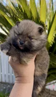 Tiramisu, a female Pomeranian for sale in Redding, CA – 1 of 10