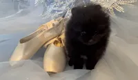 Shasta, a female Pomeranian for sale in Redding, CA – 8 of 10