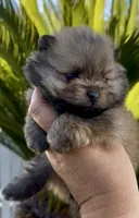 Biscotti, a female Pomeranian for sale in Redding, CA – 6 of 10