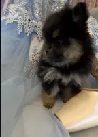 Josephine, a female Pomeranian for sale in Redding, CA – 2 of 10