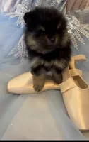 Josephine, a female Pomeranian for sale in Redding, CA – 6 of 10