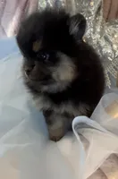 Josephine, a female Pomeranian for sale in Redding, CA – 7 of 10