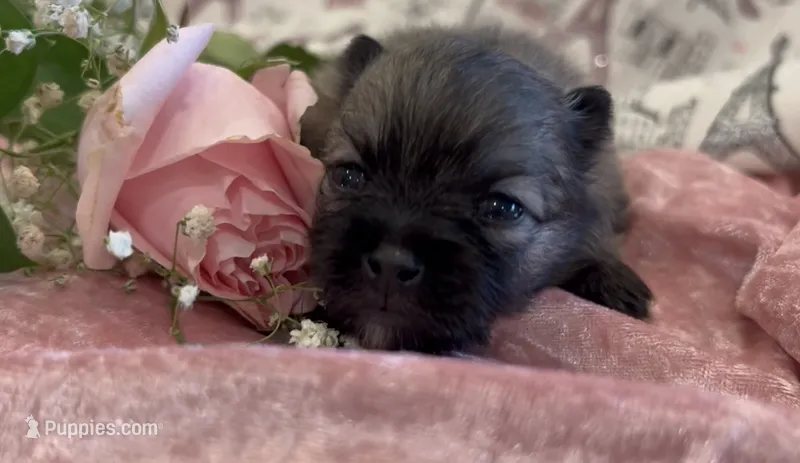 Six – Pomeranian puppy for sale in Redding, CA