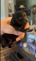 Trinity, a female Pomeranian for sale in Redding, CA – 2 of 8
