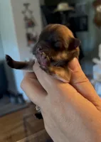 Sapphire, a female Pomeranian for sale in Redding, CA – 5 of 10