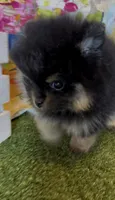 Josephine, a female Pomeranian for sale in Redding, CA – 3 of 10