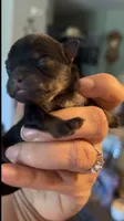 Josephine, a female Pomeranian for sale in Redding, CA – 5 of 8