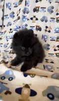 Gomez, a male Pomeranian for sale in Redding, CA – 6 of 10