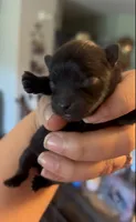 Trinity, a female Pomeranian for sale in Redding, CA – 5 of 8