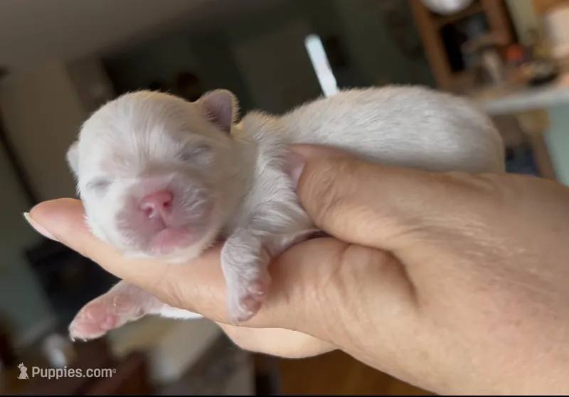 Blossom  – Pomeranian puppy for sale in Redding, CA