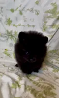 Wednesday , a female Pomeranian for sale in Redding, CA – 3 of 8