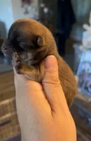 Sapphire, a female Pomeranian for sale in Redding, CA – 2 of 10