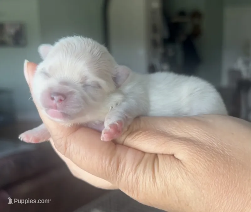 Tony – Pomeranian puppy for sale in Redding, CA