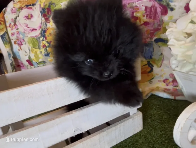 Shasta – Pomeranian puppy for sale in Redding, CA