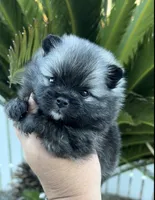 Nick, a male Pomeranian for sale in Redding, CA – 9 of 10